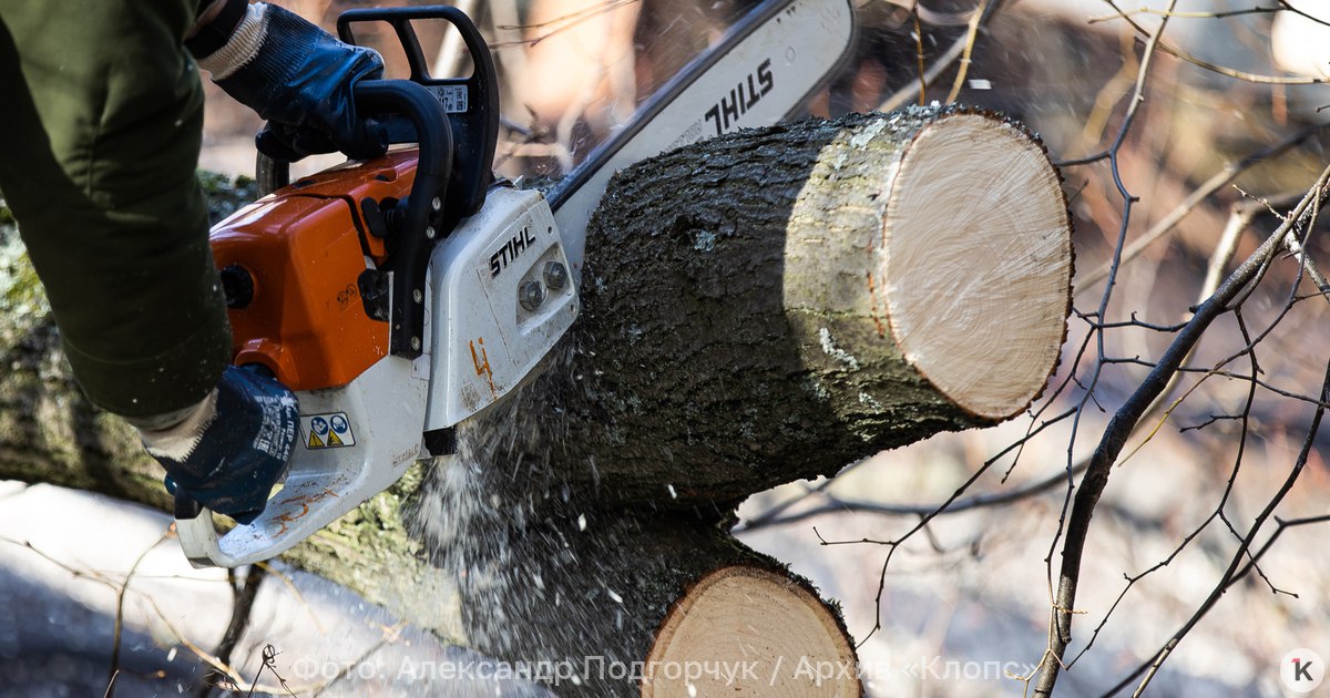 Следком проводит проверку после жалоб на вырубку многолетних елей в Нальчике В Нальчике следственные органы проводят проверку после жалоб местных жителей на вырубку деревьев во время ремонта одной из улиц Об этом во вторник 6 января сообщает РИА Новости со ссылкой на СУ СК РФ по Кабардино Балкарии В публикации отмечается что жители Нальчика в соцсетях пожаловались на вырубку елей высаженных вдоль дороги на улице Карашаева возле парка Ореховая роща Администрация города в ответ сообщила что деревья вырубают в рамках заключенного контракта на капитальный ремонт улицы которым предусмотрено расширение проезжей части до четырех полос Глава КБР Казбек Коков 6 января сообщил о приостановке работ в связи с обращениями местных жителей По его словам с учетом их мнения проект ремонта будет скорректирован Оставшиеся деревья сохранят а уже спиленные будут заменены на новые высокорослые растения Подробнее в материале на нашем сайте