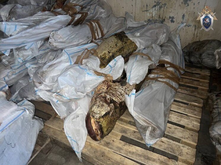 В Астрахани незаконно хранили 115 тонн рыбы на 15 млн рублей В Астрахани пресечена деятельность по приобретению и хранению немаркированных продовольственных товаров — 115 тонн рыбы на 15 миллионов рублей. Об этом сообщил СК РФ по региону. «Сотрудники коммерческой организации занимались выловом рыбы в регионе, а затем руководство фирмы хранило и перерабатывало немаркированную продукцию в цехе на улице Рождественского», — гласят предварительные данные дела. В ходе обысков было изъято более 115 тонн немаркированной рыбы стоимостью более 15 миллионов рублей. Южная служба новостей