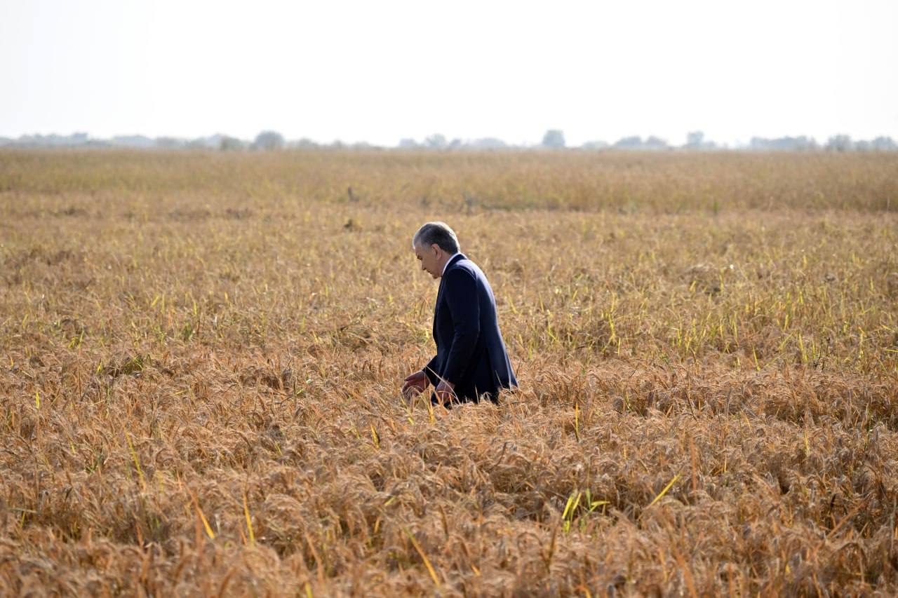 Президент посетил рисовый кластер TST Rice в Ташкентской области Президент Узбекистана Шавкат Мирзиёев сегодня также посетил Куйичирчикский район Ташкентской области где ознакомился с деятельностью рисового кластера TST Rice Подробнее   anhor uz news rice 4 anhoruz Новости события мнения Мобильное приложение IOS Android