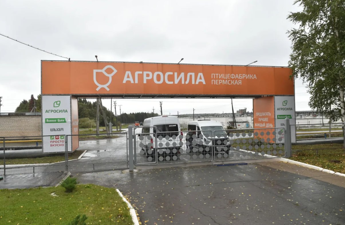 В Перми модернизацию крупной птицефабрики оценили в 1 15 млрд рублей Холдинг Агросила запускает инвестиционную программу по модернизации Пермской птицефабрики с общим объемом финансовых вложений 1 154 млрд руб Как сообщает портал meatinfo в рамках этой программы будет построен новый птичник для откорма бройлеров обновлен убойно перерабатывающий комплекс и переоснащены текущие производственные мощности