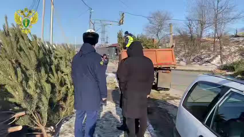 Во Владивостоке пресечена незаконная торговля елками: изъято 145 деревьев