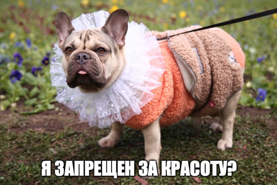 Слишком милые чтобы выжить мопсы и бульдоги могут исчезнуть в Британии через 10 лет Их милые особенности плоская морда огромные глаза складки и короткие лапы мешают нормально дышать бегать и делают уязвимыми к инфекциям пишет Telegraph Ученые создали специальную шкалу оценки В запрещенные черты попали мерль окрас морщинистая кожа отсутствующий хвост вывернутые веки неправильный прикус и негибкий позвоночник Мопсы держитесь ваш худший враг не ветеринар а британская бюрократия Подпишитесь на Абзац TG VK Дзен MAX Rutube