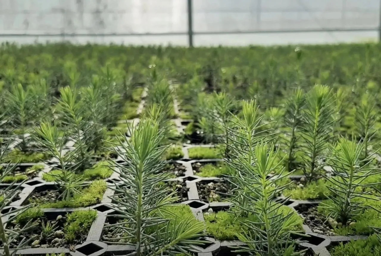 На Среднем Урале в этом году планируется восстановить более 30 тысяч гектаров леса Основные породы которые высаживают в регионе сосна и ель В питомниках области выращено 60 7 миллиона штук стандартного посадочного материала Из них 16 миллионов сеянцев с закрытой корневой системой Такая технология делает лесовосстановление более эффективным значительно повышается приживаемость молодых деревьев и продлеваются сроки посадки Наш канал в мессенджере MAX