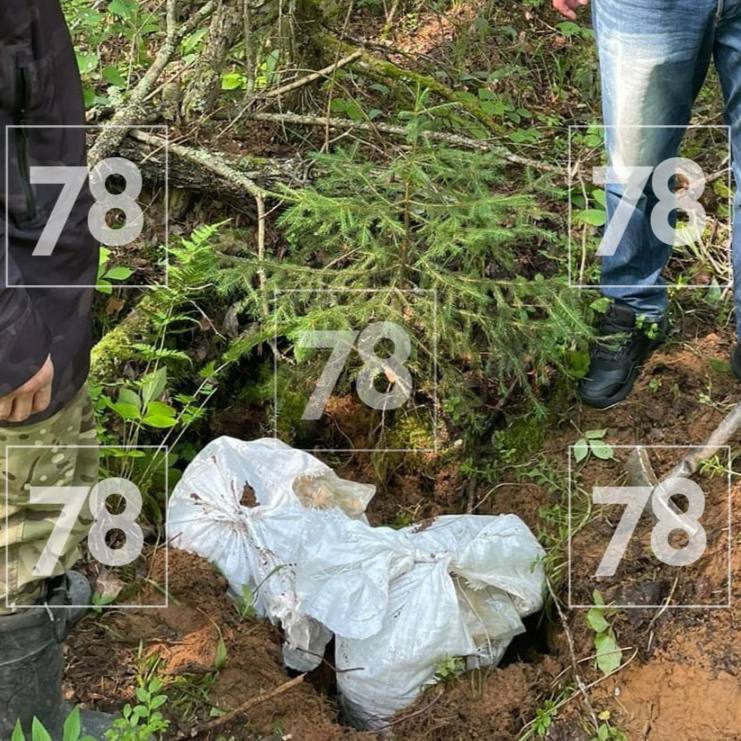 Закладку весом в 60 килограмм нашли грибники в Лужском районе Наркоторговцев ищут правоохранители 78.ru True Питер