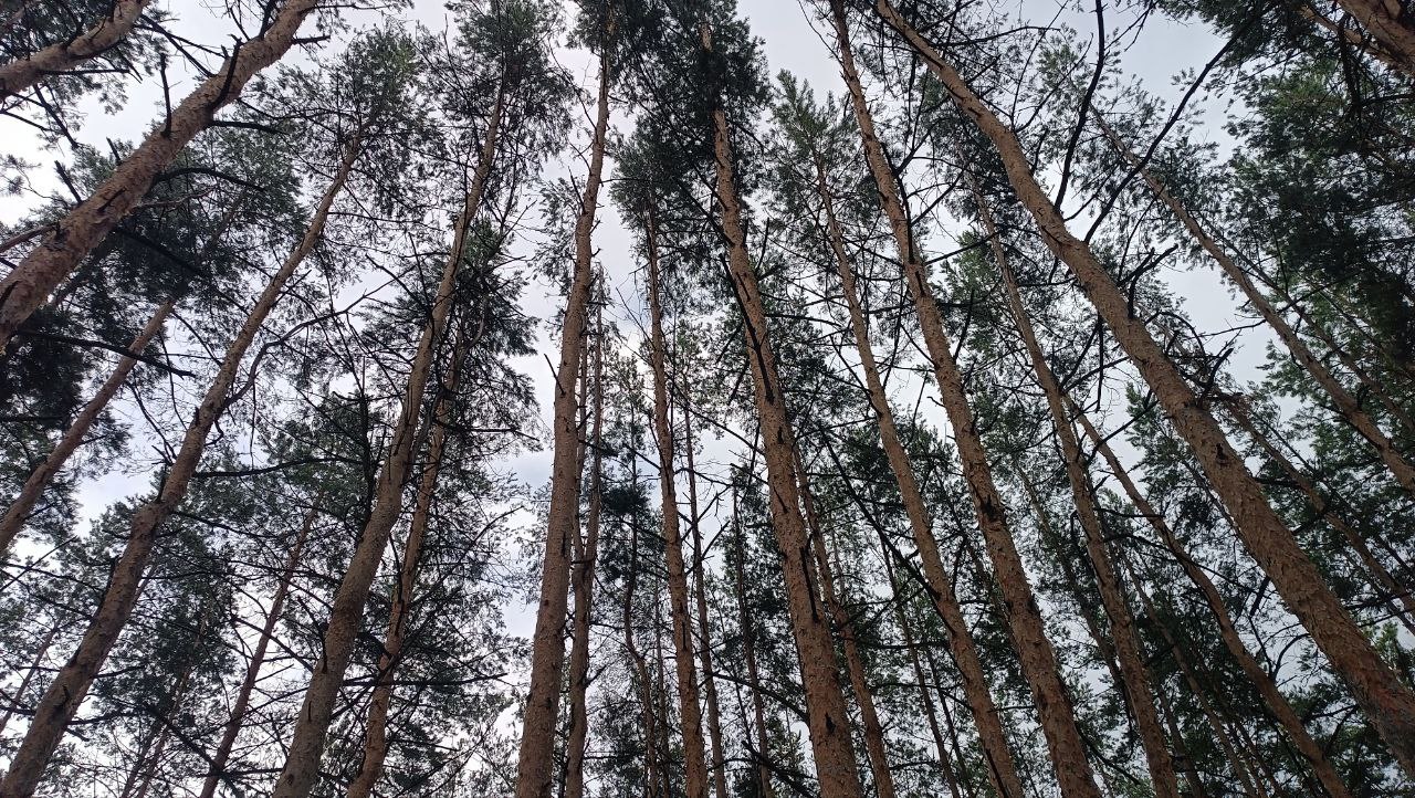 Волонтёры ЛизаАлерт нашли более тысячи человек в Самарской области Отряд ЛизаАлерт в Самарской области завершил 2025 год впечатляющими результатами спасательной деятельности Всего поступило 1 255 сообщений о пропавших людях среди которых 155 случаев пришлось на поиски в природных условиях Зафиксировано 92 случая развертывания полевого поисково спасательного штаба включающего организацию рабочего пространства для координаторов регистрационных бюро и диспетчеров радиообмена а также активное участие множества волонтёров Отдельно отмечено выполнение 120 самостоятельных миссий осуществляемых отрядом без развертывания стационарного штаба практически каждые три дня В рамках ещё 291 операции специалисты занимались тщательным изучением сведений размещением ориентировок с изображениями обзвонкой медицинских учреждений друзей и родственников потерявшихся взаимодействием с органами власти 53 случая подразумевали использование направления Лес на связи находившиеся в лесу люди могли дозвониться и передать свое точное положение что позволяло отправить опытнейших волонтеров на спасение Итогом напряжённой работы стало успешное завершение 836 поисковых операций люди вернулись домой к своим близким однако 69 поисков завершились трагично ГТРК Самара MAX lВК lОК lСАЙТ