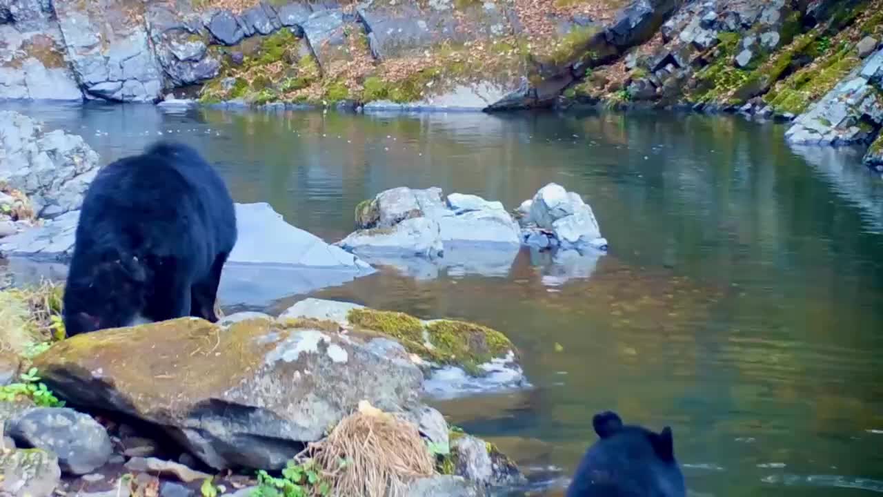 Гималайские медвежата наслаждаются водными играми в Приморье