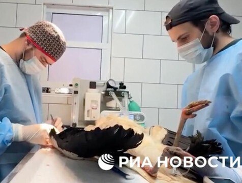 Краснокнижного аиста подстреленного под Калугой спасли ветврачи из Ростова Краснокнижного белого аиста из Калужской области с огнестрельным ранением спасли ветврачи орнитологи в зоопарке Малинки находящемся в Ростовской области сообщают РИА Новости со ссылкой на директора парка Элеонору Моргунову Птица была найдена жителями нашего региона на обочине трассы и передана в Центр реабилитации диких животных Феникс откуда и отправилась на юг http gtrk kaluga ru news obschestvo news 58804