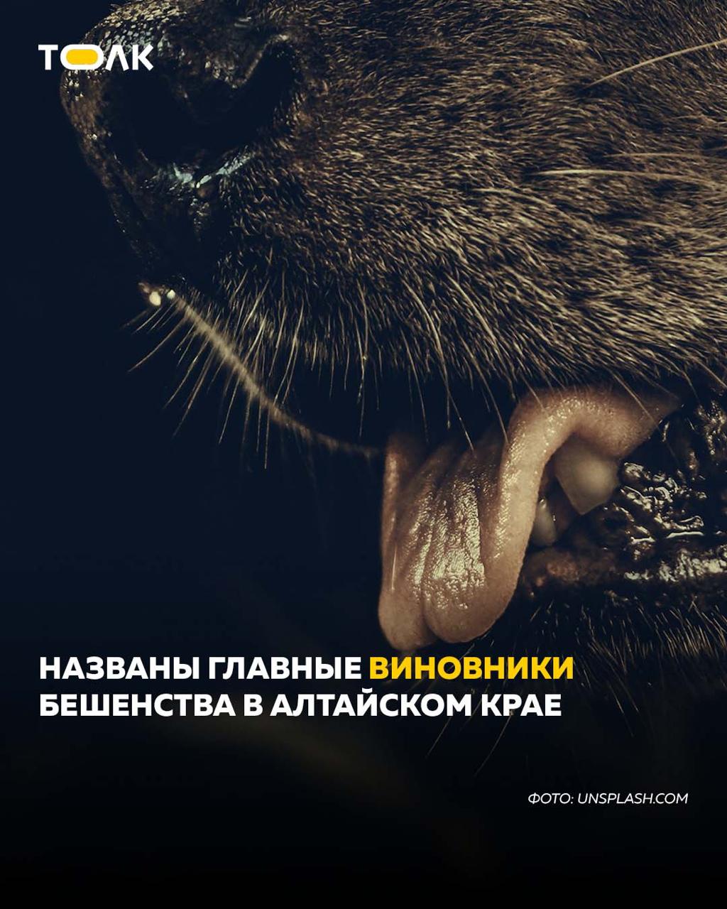 ТОЛК новости Барнаула Алтайского края и Республики Алтай В Алтайском крае уже 15 лет не фиксируют случаев заболевания людей бешенством однако укусы и царапины от животных остаются частым явлением В 2025 году с такими травмами столкнулись 3381 человек на 7 больше чем годом ранее Почти 5 случаев связаны с дикими животными При этом в регионе продолжают выявлять очаги бешенства среди животных В 2025 году их было не менее двух десятков а в ряде районов вводили карантин Заболевание обнаруживали у собак кошек лис корсаков и даже барсука Около 30 случаев приходится на диких зверей остальные на домашних животных В Барнауле заражения были связаны с кошками собаками и лисами Кроме бешенства в крае зафиксировали четыре случая бруцеллеза у людей опасной инфекции передающейся от животных через контакт или употребление сырого подробнее на канале ТОЛК новости Барнаула Алтайского края и Республики Алтай