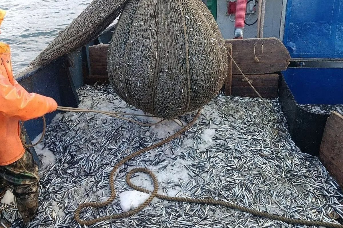 Объемы промысла в Азовском и Черном морях превышают прошлогодние Мониторинг добычи водных биоресурсов Азово Черноморского бассейна за третий квартал 2025 года показал рост на 28 5 до 40 4 тыс тонн по сравнению с 2024 годом 31 5 тыс тонн Об этом сообщила пресс служба Всероссийского НИИ рыбного хозяйства и океанографии Основной вылов приходится на Черное море более 26 тыс тонн на 52 больше чем в 2024 году когда было 17 3 тыс тонн Основные объекты промысла хамса шпрот пиленгас камбала калкан тюлька бычки черноморские креветки и рапана В Черном море особенно активно добывают шпрот вылов которого вырос в два раза до 11 9 тыс тонн Доля вылова хамсы увеличилась обеспечив суммарный объем добычи в Азовском и Черном морях 12 6 тыс тонн что на 39 больше чем в прошлом году Кубанские Новости Мы в MAX