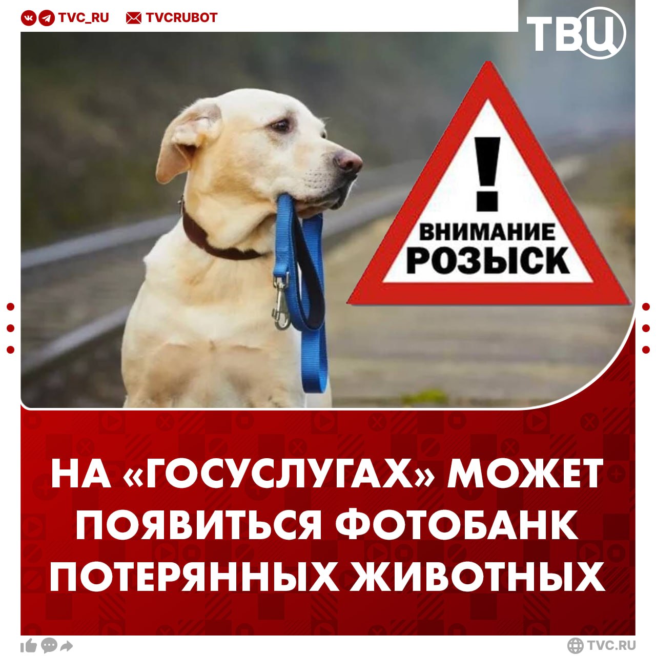 Владельцы питомцев, внимание: в Госдуме предложили создать фотобанк потерявшихся животных Ресурс планируют разместить на «Госуслугах». Граждане смогут загрузить фото найденного животного, а нейросеть найдет совпадения в базе. По мнению депутатов, сегодня искусственный интеллект распознает кошек и собак с точностью до 98%. ? /