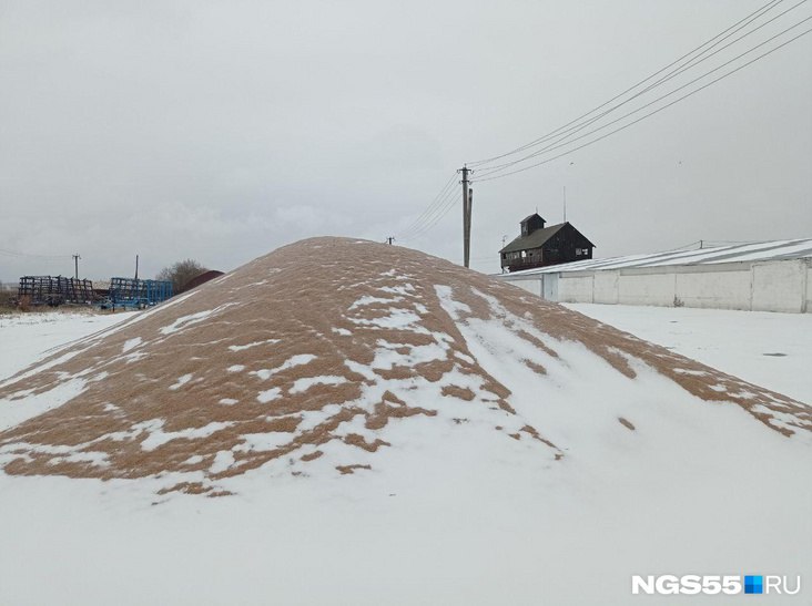 В Омской области до сих пор не завершена уборка урожая Как сообщил в эфире ГТРК Иртыш глава Минсельхоза Николай Дрофа зерновые культуры обмолочены с 91 площадей 1 7 млн га намолочено более 3 8 млн тонн зерна На сегодня валовый сбор 3 85 млн тонн До 4 миллионов остается 150 тысяч тонн Осталось убирать 170 тысяч гектаров Урожайность более 30 центнеров 540 тысяч тонн зерновых лежит в поле Для того чтобы их убрать нужна погода Крайние поля самые урожайные Есть поля по 50 по 40 центнеров Но много потерь сообщил Дрофа Смогут ли аграрии взять оставшиеся в полях 540 тысяч тонн зерна пока непонятно В Омской области ожидается выпадение снега и похолодание до 13 градусов Не исключено что завершать жатву придется весной Будьте в курсе даже офлайн NGS55 в MAX