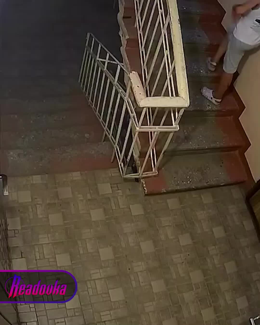 В Махачкале подростки подожгли котенка, полиция начала проверку