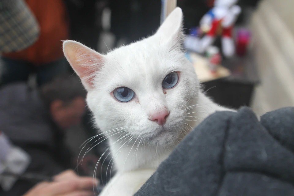 Украинский кот должен говорить Няв а не Мяу во Львове разгорается новый языковой скандал Украинский публицист Илько Лемко в своей колонке для издания Захід пожаловался на рекламный слоган Первое слово моего кота Мяу размещенный на городских трамваях По мнению Лемко такая реклама недопустима ведь украинский кот должен говорить Няв а не Мяу Он язвительно заметил что создателям рекламы стоит повысить IQ чтобы отказаться от привычного русского варианта в пользу украинского Няв Ситуацию сюр прокомментировал местный депутат Максим Бужанский и с иронией отметил что спор может привести к созданию новых институтов кото языковых уполномоченных и кото рады доброчестности А еще можно ввести ограничения для мяукающих котов Все как всегда короче подытожил он Подписаться на truekpru Читать нас в MAX