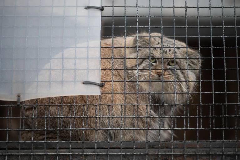 Манулу Шу из Ленинградского зоопарка нашли вторую половину В Ленинградском зоопарке готовятся к очень долгожданному событию Для пушистого красавчика Шу подыскали пару Киперы сообщают что вторую половинку котейке привезут в январе из Барнаула Однако сотрудники зоопарка переживают по поводу того что капризному манулу не понравится избранница и пару у них создать не получится Но несмотря на опасения все с нетерпением ждут встречи Шу со второй половинкой и будут следить за развитием их отношений если таковые завяжутся Питер Ньюс Шу Манул Невеста Piter News 24 Подписаться