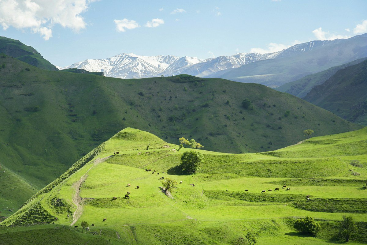 В горах Восточного Кавказа нашли новый вид растений с листьями сердечками Его назвали астрагалом сердечным Astragalus cordigerus Растение распространено лишь в горах южного Дагестана и северного Азербайджана на высотах от 800 до 1 8 тыс метров Вид относится к узколокальным эндемикам растениям встречающихся на очень незначительно территории Больше новостей в Daily News