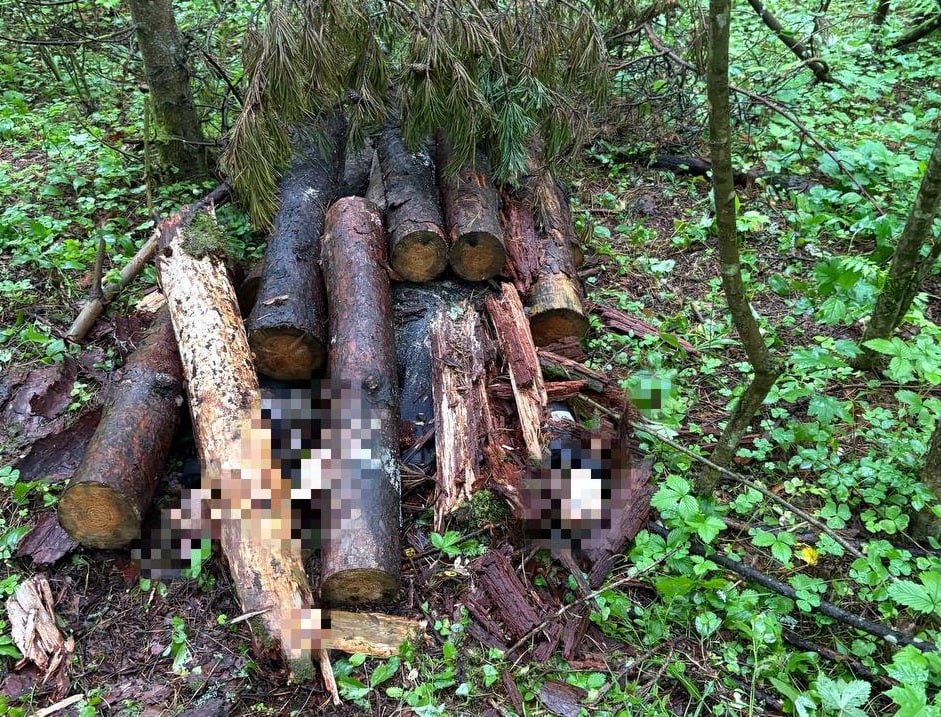 В Кингисеппе убили мужчину труп спрятали под бревнами Подозревают молодого человека и подростка В Ленинградской области задержали 20 летнего мужчину и 15 летнего подростка по обвинению в убийстве совершенном группой лиц по предварительному сговору По версии следствия обвиняемые находились со знакомым в лесу где между ними внезапно возник конфликт В ходе ссоры мужчине нанесли множественные удары в жизненно важные органы от которых он скончался на месте После этого тело попытались скрыть замаскировав его бревнами и ветками Тело погибшего обнаружено в июне 2025 года При осмотре эксперты зафиксировали признаки насильственной смерти после чего Кингисеппский отдел СУ СКР завел уголовное дело по статье Убийство Расследование находилось на контроле постоянно действующей межведомственной аналитической следственно оперативной группы под руководством руководителя следственного управления по Ленинградской области Сергея Сазина В результате совместной работы следователей криминалистов и сотрудников полиции удалось установить личности подозреваемых 20 летнего знакомого убитого и 15 летнего подростка Им предъявлено обвинение По ходатайству следствия суд избрал обоим меру пресечения в виде заключения под стражу Следственные действия продолжаются также проводится проверка работы органов профилактики которые могли предотвратить трагедию   Подпишитесь на ivbg ru Ivbg в Max