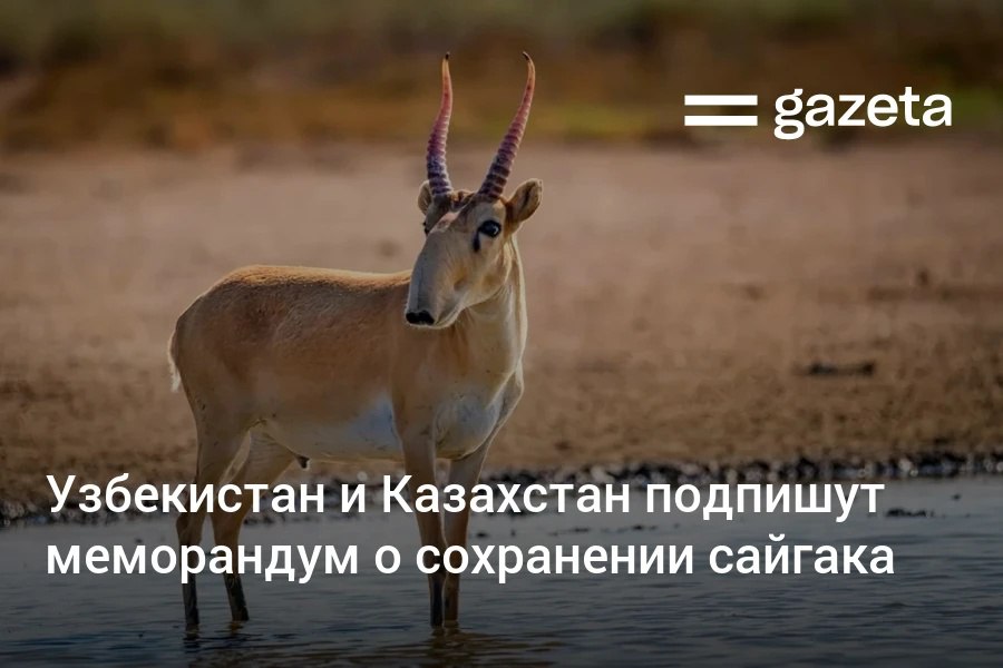 Узбекистан намерен восстанавливать численность сайгаков в сотрудничестве с Казахстаном. В соседней стране из-за роста популяции этих животных и угрозы посевам в последние годы начали принимать меры по контролю их численности.     Telegram     Instagram     YouTube