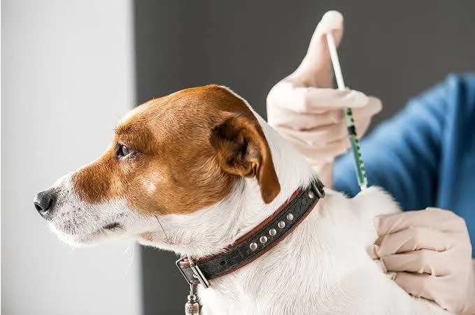 В Можайском округе продолжается бесплатная вакцинация домашних животных от бешенства График на 15 апреля с 10 00 до 15 00 ДНП Ильинская слобода д Ильинская слобода с 10 00 до 15 00 д Тетерино с 15 00 до 16 00 д Исавицы С собой необходимо взять паспорт СНИЛС и ветеринарный документ на питомца Если ветпаспорта нет его оформят на месте