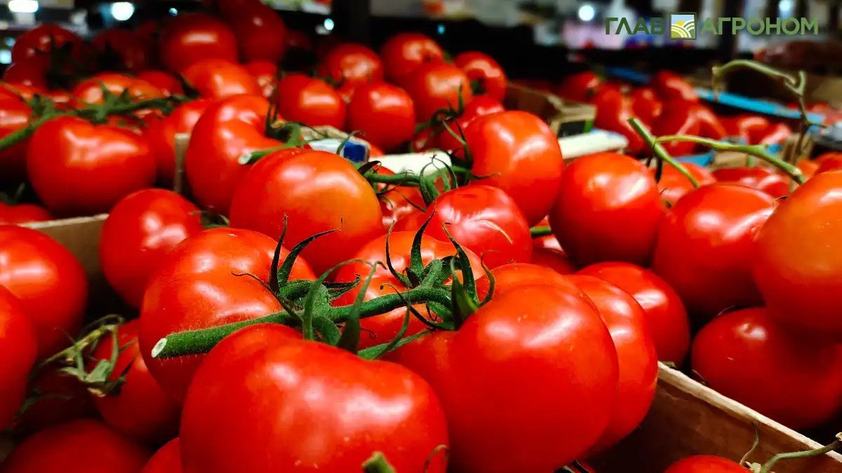 Импорт овощей в Грузию увеличился более чем на 25 в 2025 году С января по ноябрь 2025 года импорт овощей в Грузию увеличился на 26 За 11 месяцев года страна импортировала овощей на общую сумму 77 979 млн долларов США по сравнению с 61 751 млн долларов США за аналогичный период 2024 года Кто стал основным поставщиком и какие овощи преимущественно импортировались рассказываем