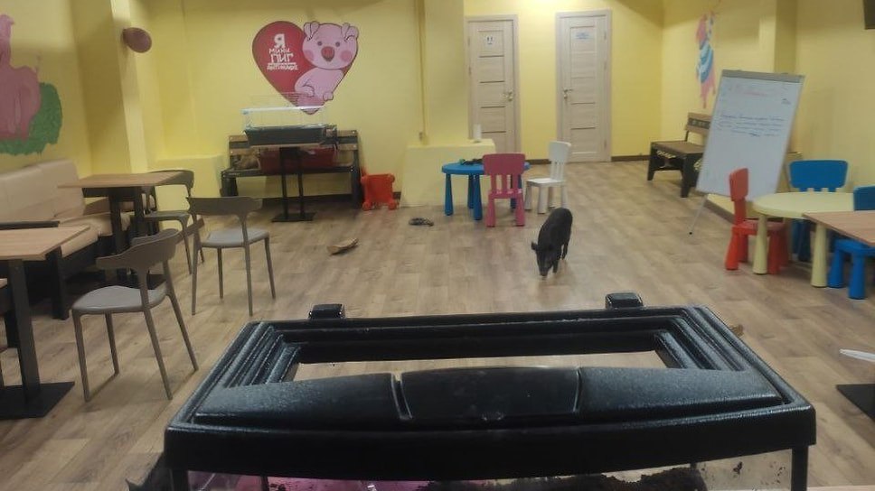 Мини свиньи работали сверх нормы в антикафе в Ярославле Россельхознадзор по Тверской и Ярославской областям объявил предостережение владельцу антикафе Я Мини Пиг из за нарушений при содержании животных Проверка показала что режим контакта с мини пигами превышал допустимые нормы в помещении не было укрытий и специальных зон для кормления и отдыха Рабочий режим для контакта с животными превышает допустимые нормы более трех часов в день и более четырех календарных дней подряд Кроме того в помещении отсутствуют укрытия для свиней а также специально оборудованные зоны кормления и отдыха управление Россельхознадзора по Тверской и Ярославской областям Фото Управление Россельхознадзора по Тверской и Ярославской областям Еще больше новостей в Telegram канале Ъ Ярославль