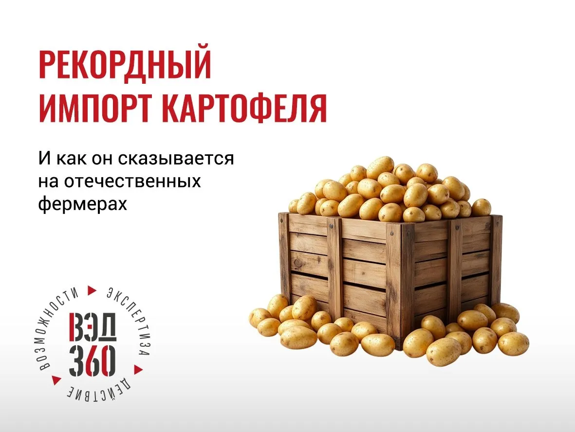 ИМПОРТНЫЙ КАРТОФЕЛЬ БЛАГО ДЛЯ ПОТРЕБИТЕЛЯ VS ГОЛОВНАЯ БОЛЬ АГРАРИЕВ импорт вэд аналитика Импортный картофель бьёт рекорды на российском рынке По итогам прошлого года в страну ввезли 930 тыс тонн против 290 тыс тонн в 2024г В январе феврале 2026г отмечают в Картофельном союзе поставки тоже выше обычного за 2 месяца страну ввезли около 40 50 тыс тонн картофеля Топ стран импортёров Египет поставил более 500 тыс тонн в 2025 г Китай 170 тыс тонн Пик пришёлся на 1 е полугодие 2025 г когда импорт в натуральном выражении вырос в 4 5 раза Беларусь 82 тыс тонн Грузия 50 3 тыс тонн рост в 6 раз год к году Азербайджан Израиль Иран Пакистан и др  Картофельная номенклатура Россия занимает лидирующее положение в мире по производству картофеля По данным Продовольственной и сельскохозяйственной организации ООН ФАО в 2024 г страна заняла 5 е место каждая 20 я тонна картошки в мире была произведена в России Объёмы импортных поставок зависят от урожая и потребности внутреннего рынка 7 5 8 млн тонн Например если российские картофелеводы собрали хороший урожай импорт естественным образом сокращается если скромный растёт В среднем привычные объёмы импорта столового картофеля в Россию 500 600 тыс тонн в год Как правило закупаются ранние сорта например в Египте картофель зреет почти всю зиму и весну Прошлогодний рекорд как раз объясняют неурожаем картофеля в России а также решением регулятора обнулить ввозные пошлины на ввоз 300 тыс тонн картофеля на весь 2025 г Урожайным балансом руководствуются и импортёры Скажем Египет в 2025 2026 гг переориентировал свои картофельные поставки с Европы где рекордный урожай свёл к минимуму необходимость импорта на другие рынки включая Россию  Урожаи не сошлись Впрочем недавние импортные рекорды озадачили российских картофелеводов В этом году они как раз увеличили посевные площади и планируют собрать урожай в 8 млн тонн Фермеры которые выращивают ранние сорта картофеля речь о южных хозяйствах в Астраханской области Краснодарском крае Ставрополья сетуют что из за наплыва импорта цены на молодой картофель в России падают да и спрос невысок К тому же выращивание раннего картофеля процесс более дорогой и трудозатратный чем обычных летне осенних сортов На этом фоне российские фермеры даже попросили торговые сети сократить закупки импортного картофеля в пользу отечественной продукции от малых хозяйств Впрочем говорят в Картофельном союзе положительно на продажах отечественного картофеля может сказаться ситуация в Ормузском проливе Из за того что стоимость логистики фрахта и страховки импортных поставок в том числе картофельных ощутимо выросла российская продукция становится более конкурентоспособной  Экспортная картошка Стоит отметить что рекордные показатели в I квартале демонстрируют и картофелеводы экспортёры По данным Россельхознадзора в январе марте 2026 г Россия нарастила экспорт картофеля аж в 7 4 раза год к году за рубеж поставили 105 тыс тонн Так российская картошка обеспечила рост овощного экспорта Традиционный объём картофельного экспорта около 500 тыс тонн в год На зарубежные рынки поставляются как правило поздние сорта Основные покупатели страны СНГ Ближнего Востока и Африки   ВЭД 360 в MAX