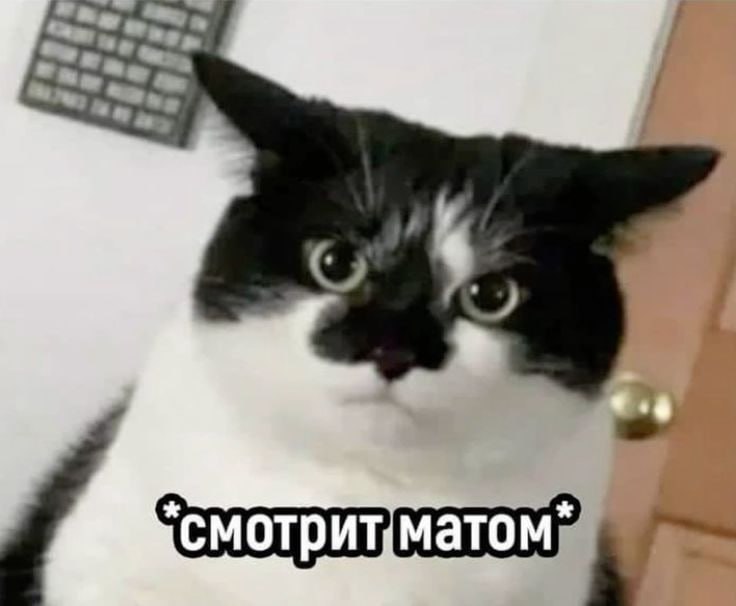 ВЦИОМ спросил россиян как часто они матерятся самый популярный вариант ответа каждый день