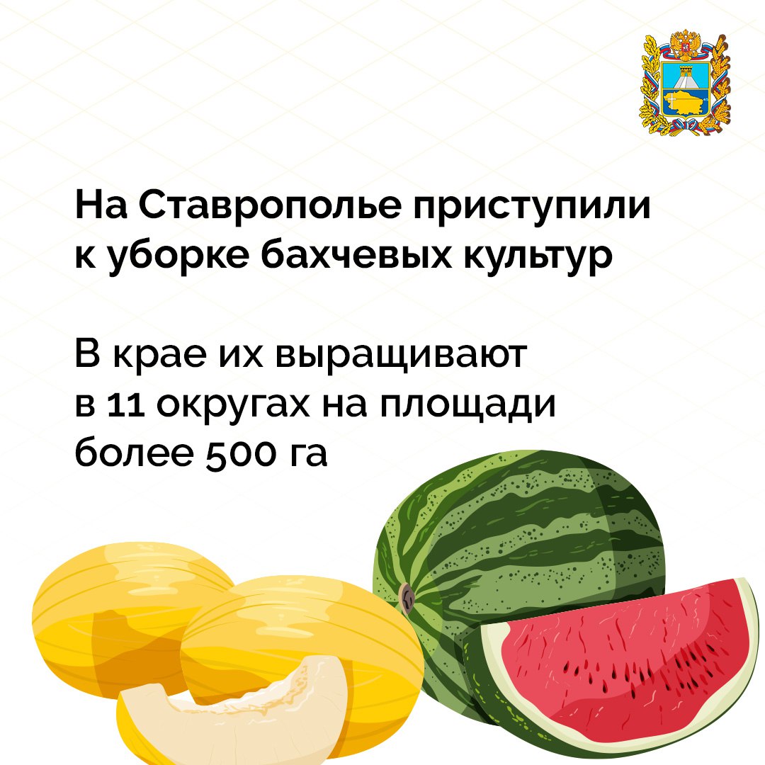 Аграрии Ставрополья начали уборку бахчевых культур  Первыми к работам приступили Арзгирский, Нефтекумский, Изобильненский и Георгиевский округа, где уже собрали 1,2 тыс тонн урожая.   Среди популярных сортов – арбузы «Холодок» и «Користан», дыни «Эфиопка» и «Медовка». Эти сорта давно зарекомендовали себя отличными вкусовыми качествами, сочностью и хорошей транспортабельностью.  Увеличение объемов сельскохозяйственной продукции — одна из важнейших задач, которую ставит губернатор Владимир Владимиров перед аграриями. Успешная уборка бахчевых культур становится весомым вкладом в продовольственную безопасность региона.