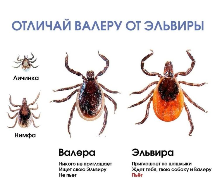 Больше 6,5 тысячи человек покусали клещи в Хабаровском крае Но за последние две недели число обращений по поводу укусов уменьшилось вдвое. С начала сезона зафиксировано более 6,5 тысячи укусов. За весь период клещевой энцефалит нашли у непривитых жителей Николаевска-на-Амуре. Зараженность клещей боррелиозом остается высокой — до 30%. При укусе клеща необходимо обратиться в медучреждение, помимо этого, нужно сдать кровососа на анализ в лабораторию по адресу: улица Шевченко, 2.