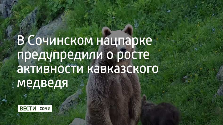 Сейчас говорят ученые у косолапых идет так называемый нажировочный период Медведи активно питаются накапливая жир на зиму В нацпарке предупреждают что жителям сочинских сел и домов около лесов нужно быть осторожнее Косолапых привлекает запах еды места сбора мусора и поспевший в садах урожай Животные в поисках пищи могут приблизиться к жилью человека По словам ученых наиболее высока вероятность встретить медведя в сумерках и на рассвете Людям рекомендуют по возможности избегать встречи с косолапыми