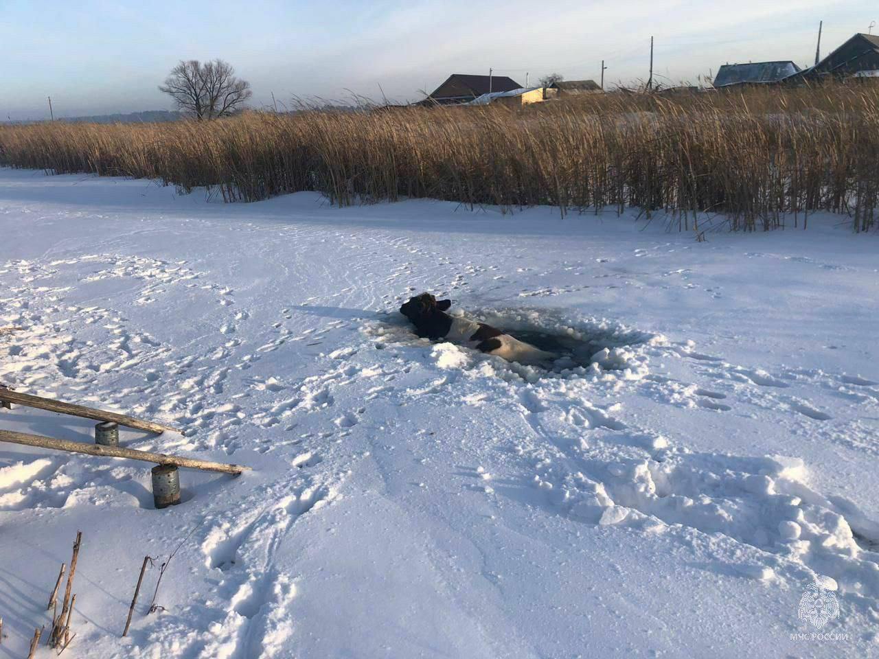 Отсутствие традиционных сибирских морозов не нравится даже животным  Домашняя корова из алтайского села Волчиха, судя по всему, хотела освежиться. Но случайно провалилась в полынью.  На помощь животному прибыли сотрудники МЧС. Они вытащили испуганную корову из ледяной воды. И, надеемся, посоветовали ей для купаний все-таки ждать до лета.