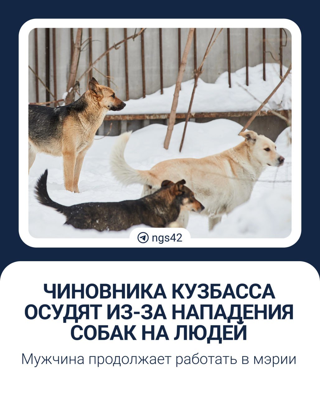 Следователи завершили расследование уголовного дела против 41-летнего начальника управления жилищно-коммунального хозяйства Киселевска.   В 2024 году он контролировал компании, занимающиеся отловом агрессивных беспризорных животных. По версии следкома, чиновник не проследил, куда и как фирмы тратили выделенные на работу деньги.   По итогу за прошлый год животные покусали и поцарапали 38 человек, 33 из которых — дети.  Начальник ЖКХ обвиняется в халатности. Ему грозят исправительные работы или штраф до 120 тысяч рублей.