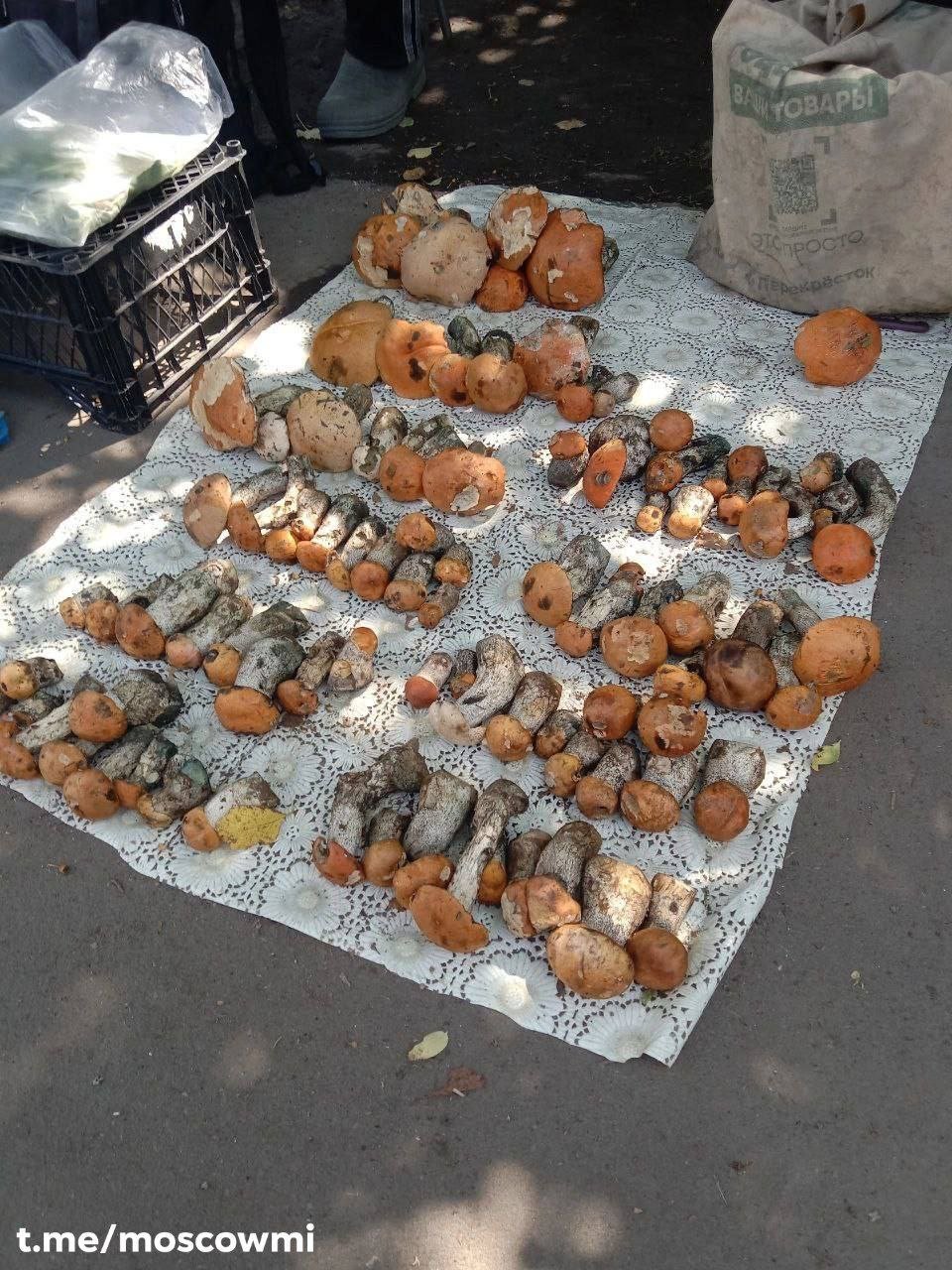 Нашествие грибов началось в Подмосковье — первые белые грибы заметили в Раменском и под Ногинском. Там их собирают уже целыми корзинами.
