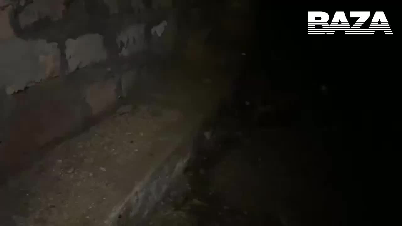 Необычный гриб трутовик найден в подвале под Гатчиной