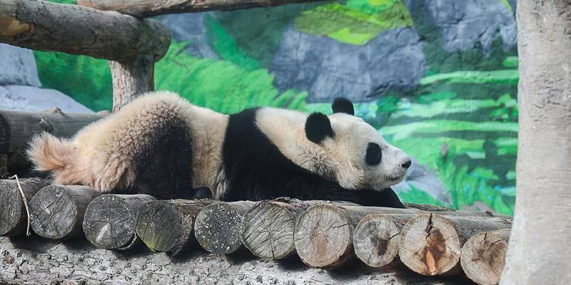 Для панды Катюши построят новый вольерный комплекс Двухуровневое здание площадью более двух тысяч квадратных метров стилизуют под леса Китая В комплексе оборудуют просторные вольеры бассейны и конструкции для лазанья Для ухода за пандой построят кормокухню мастерскую по изготовлению игрушек Кроме того установят холодильники для бамбука системы климат контроля и видеонаблюдения