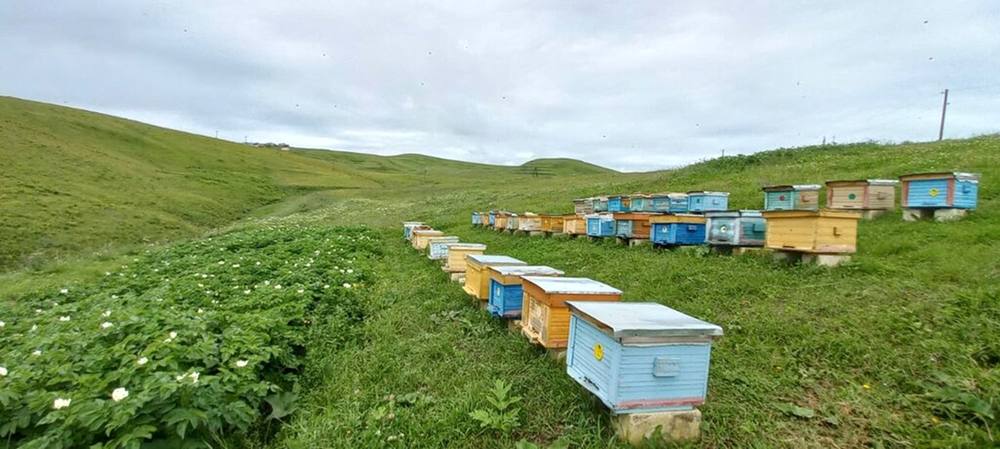 В 2026 году из бюджета Дагестана будет выделено 10 миллионов рублей на поддержку и развитие пчеловодства Эти средства как заявили в Министерстве сельского хозяйства республики будут направлены на улучшение пасек и повышение качества мёда Фермеры смогут направить субсидии на покупку современного оборудования для переработки и упаковки мёда обновление профессионального инвентаря а также приобретение высокопродуктивных пчелиных маток для улучшения генетического потенциала пасек