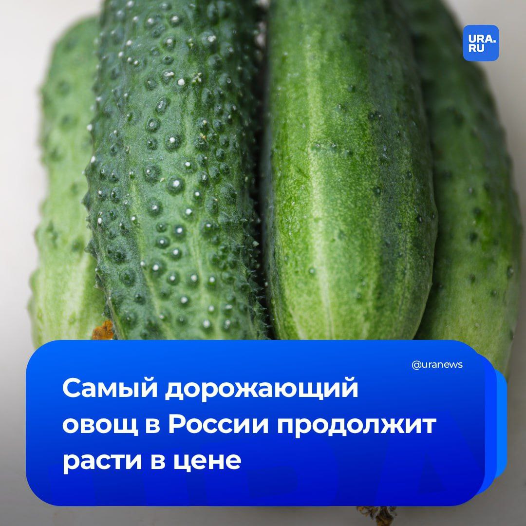 Самый дорожающий овощ в России продолжит расти в цене Рост цен на огурцы продолжится в феврале Однако стоимость изменится незначительно считают собеседники URA RU Овощи подорожали с конца декабря на 34 2 до 300 рублей за килограмм Депутат Госдумы президент ассоциации Теплицы России Алексей Ситников сообщил что дополнительный импульс подорожанию огурцов в этот раз придала холодная и снежная зима В структуре себестоимости производства овощей тепло и электричество занимают 45 50 из за погоды затраты в этом году намного выше Цены на огурцы достигнут пиковых отметок к концу февраля с марта начнут снижаться а в апреле они потеряют минимум 25 прогнозирует гендиректор экспертно аналитического центра агробизнеса АБ Центр Алексей Плугов В условиях увеличения светового дня начнётся не только расширение производства в зимних теплицах но и сезон в малых формах хозяйствования некапитальных строениях