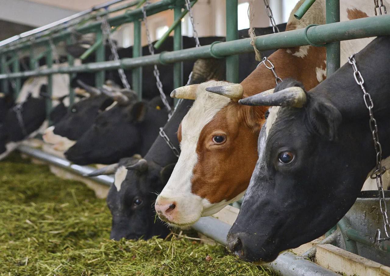 В России продолжается рост производства продукции животноводства. За январь–апрель 2025 года в сельхозорганизациях произведено более 4,5 миллиона тонн скота и птицы в живом весе, что на 1% больше, чем за аналогичный период прошлого года. Производство овец и коз увеличилось на 16,2%, достигнув 8,5 тысяч тонн, при этом лидируют регионы Северного Кавказа — Дагестан и Карачаево-Черкесия. По птицеводству высокие показатели продемонстрировала Белгородская область — 249,1 тысяч тонн. Увеличилось и производство куриных яиц — 13,1 миллиардов штук +5,5% , крупнейшим производителем стала Ленинградская область. Рост показателей поддерживается мерами государственной поддержки, включая льготное кредитование и субсидии.