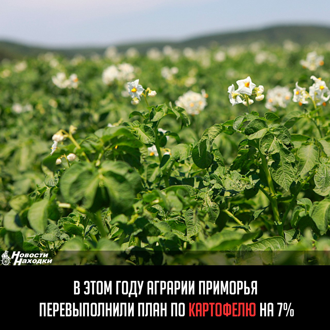 Более 2,5 тысячи гектаров картофеля посадили сельхозпроизводители Приморья. Как сообщили в министерстве сельского хозяйства края, в этом году аграрии перевыполнили план по картофелю на 7%. «Всего сельхозпроизводители Приморского края посадили 2,6 тысячи гектаров картофеля — 107% от плана. Больше всего в Октябрьском муниципальном округе — 575 гектаров», — уточнили в ведомстве. Также сельхозпроизводители закончили сеять кукурузу. В непростых погодных условиях посеяно 106 тысяч гектаров этой важной экспортной культуры.