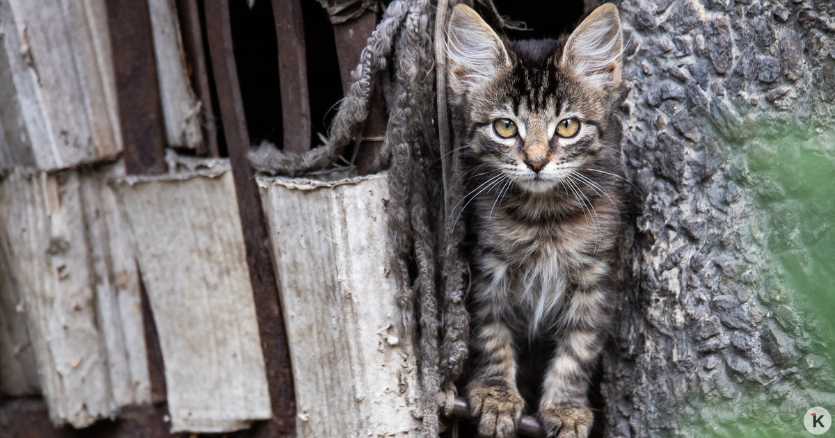 В Японии кошку официально назначили начальником железнодорожной станции В Японии трёхцветную пятнистую кошку по имени Йонтама официально назначили начальником железнодорожной станции Киши Церемония вступления в должность прошла 7 января Во время мероприятия кошке повесили на ошейник медальон с указанием её нового статуса На железнодорожной ветке Кисигава в префектуре Вакаяма с 2007 года пушистых сотрудников назначают на различные должности Это позволило восстановить небольшую и стремительно разрушающуюся ветку сделав её туристическим объектом