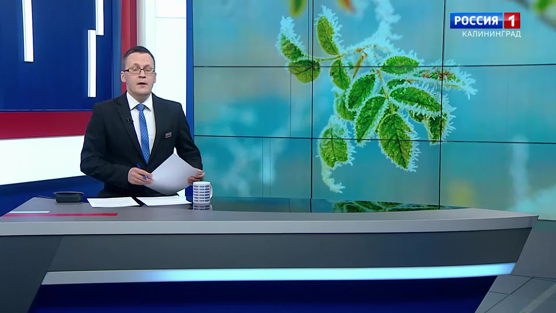 Калининградские власти выделяют 31 миллион рублей на компенсацию ущерба фермерам после весенних заморозков