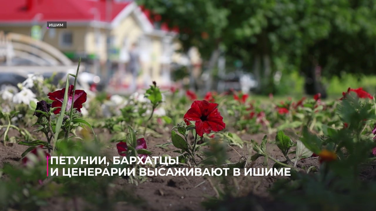 В Ишиме идёт активная высадка цветов на гостевых улицах, парках и в скверах Петунии, бархатцы и ценерарии займут пять тысяч квадратных метров городской территории. Сейчас декоративная растительность появилась уже на половине запланированных территорий. Цветы высаживают как на земле, так и в навесных кашпо. Такую традицию озеленения ввели несколько лет назад и бережно поддерживают за счёт городского бюджета. Параллельно с летним украшением идёт поддержание благоустройства. Во всех районах города работают 15 косарей и техника. От травы освобождено около 200 тысяч квадратных метров. В частном секторе выкос проходит на муниципальной территории. А вот очистку придомовых участков от травы должны осуществлять сами домовладельцы. Подпишись на "Тюменское время"