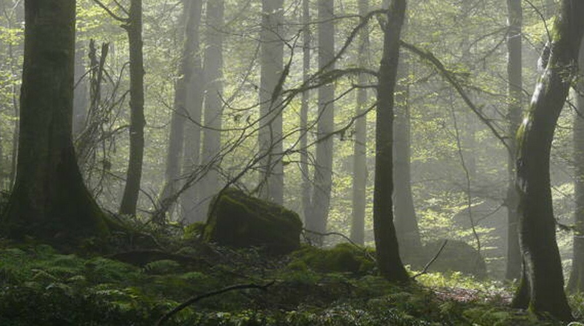 Горят древнейшие леса земли Иран борется с огнем в Гиркане Иран запросил помощь у дружественных стран в борьбе с пожарами в Гирканских лесах возраст которых составляет до 50 миллионов лет передает ArbatMedia   Прислать новость