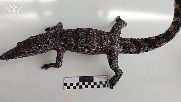 Чучело сиамского крокодила обнаружили кемеровские таможенники в сумке пассажирки из Вьетнама В аэропорту Новокузнецка таможенники обнаружили чучело сиамского крокодила в дорожной сумке россиянки прилетевшей из Камрани Вьетнам Об этом сообщает AVIA RU со ссылкой на данные ФТС России Женщина пояснила что приобрела его в качестве сувенира для домашней коллекции о необходимости декларирования и представления разрешительных документов не знала Экспертиза подтвердила что это чучело сиамского крокодила подпадающего под действие Конвенции СИТЕС aviaru net n289167