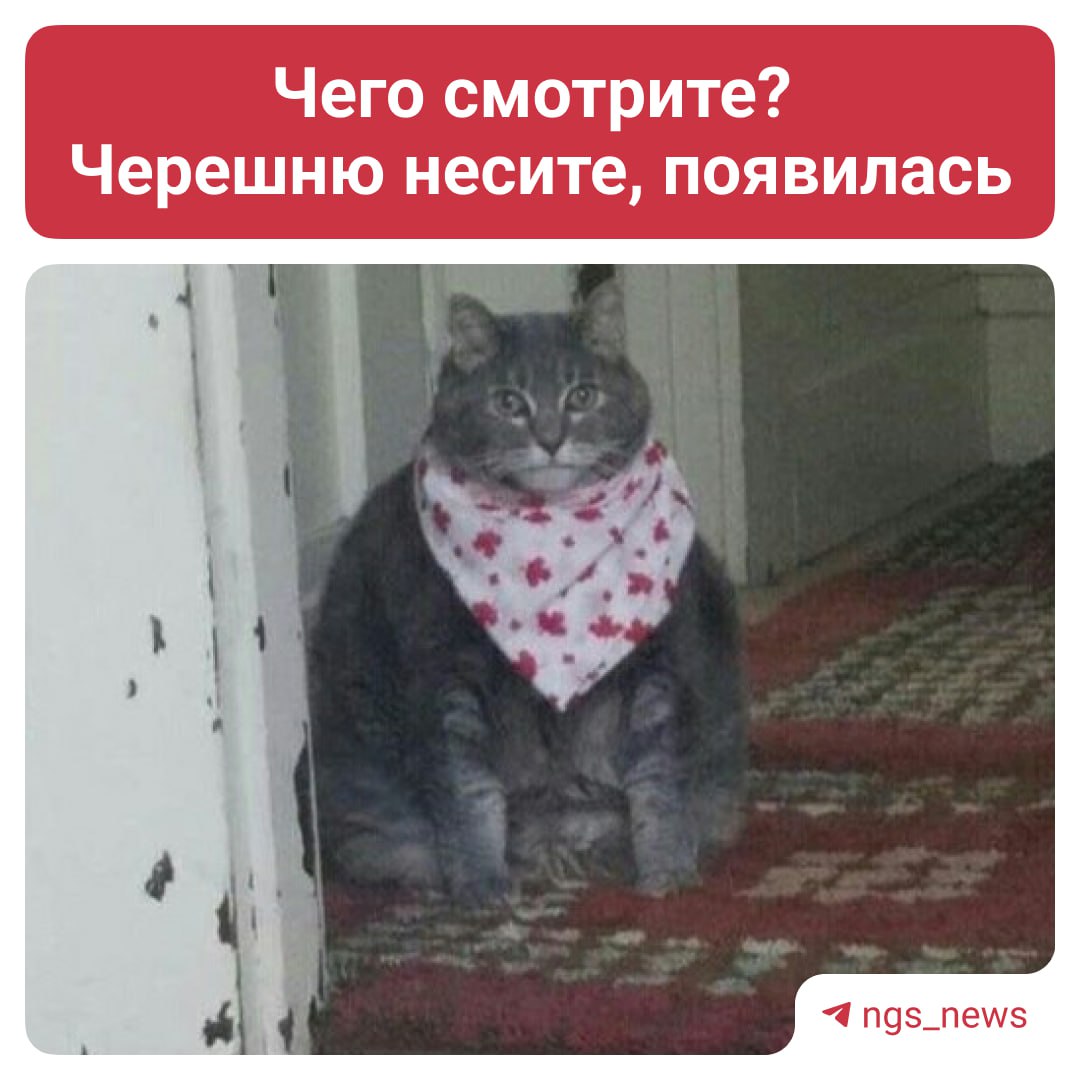 Ну всё, фруктово-ягодный сезон начинается. В Новосибирской области появились первые партии абрикосов и черешни из Узбекистана. Россельхознадзор уверяет, что всё прошло строгий отбор, прежде чем попасть на прилавки. Так что должно быть без «сюрпризов». Всего же к нам завезли 167 тонн абрикосов и 5,5 тонны черешни. А вы что больше любите? — абрикосы — черешню Лучшие бары и рестораны Новосибирска накормят читателей НГС