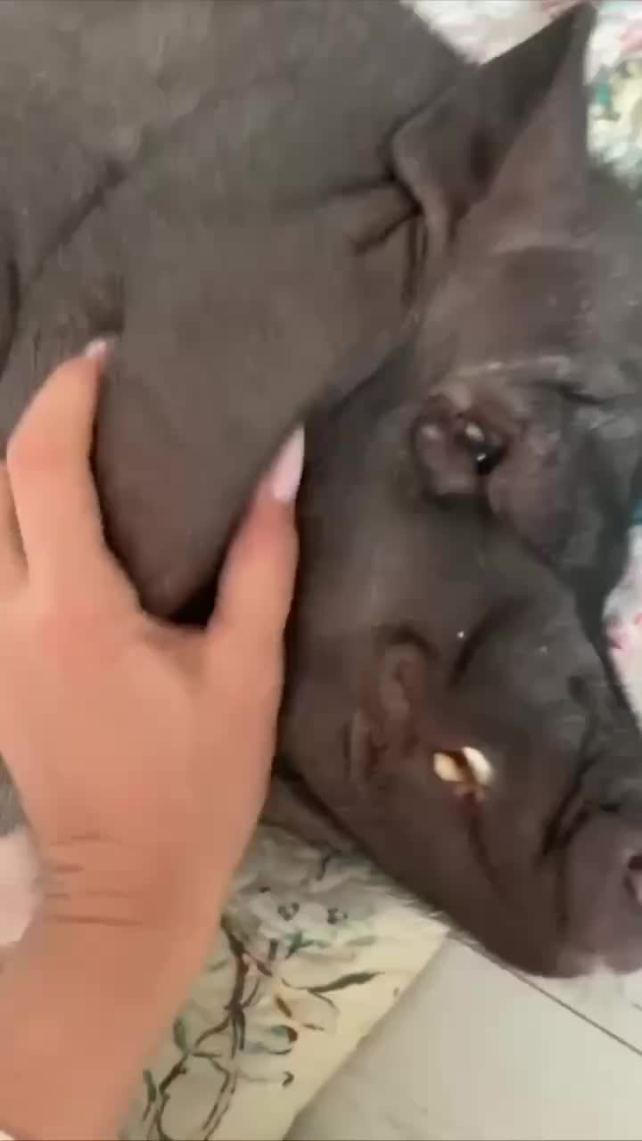 Штраф за содержание свиней в квартирах может достигать 15 тысяч рублей