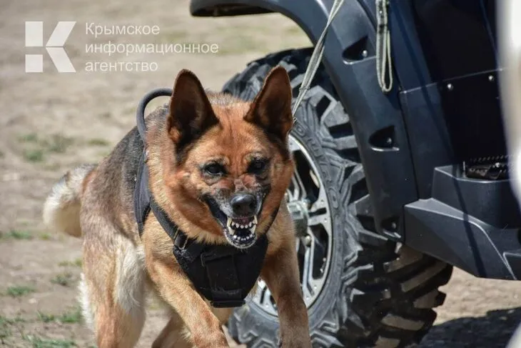 В Ялте во время выгула собак конфликт между владельцами обернулся заявлением в полицию В Ялте привлекли к ответственности двух владельцев собак за нарушения во время выгула Об этом сообщили в Госкомвете Крыма Животные тоже сцепились а при попытке их разнять один из пёселей укусил мужчину Обе собаки находились на выгуле без поводков и намордников собаки выше 35 см в холке что является нарушением требований действующего законодательства в области обращения с животными Владельцы собак привлечены к административной ответственности сообщили в Госкомвете Крыма Читайте новости Крыма первыми в нашем Telegram канале и даже когда не работает мобильный интернет в национальном мессенджере MAX Подробнее