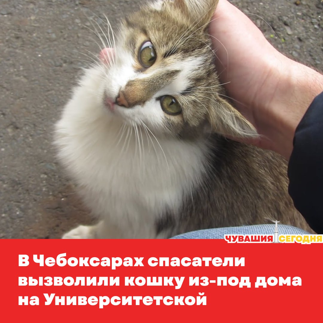 Вечером 26 июля на улице Университетской развернулась небольшая, но волнующая операция по спасению домашнего питомца.   Кошка каким-то образом забралась под здание и не могла выбраться обратно. Неравнодушные прохожие — в том числе дети — пытались помочь, но безуспешно.  На помощь прибыли специалисты Чувашской республиканской поисково-спасательной службы. Они быстро сориентировались, аккуратно достали пушистую пленницу и передали её обеспокоенным хозяевам. Финал — счастливый: мурлыка в порядке и уже дома.  Подписаться