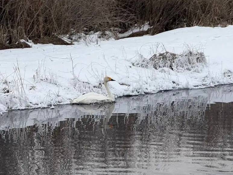 охотнадзорБурятия  Ведется операция по спасению лебедя на озере Цайдама в Селенгинском районе На местность оперативно выехали инспекторы Бурприроднадзора В ходе визуального осмотра наблюдается что крыло птицы травмировано Лебедь нуждается в помощи Сейчас инспекторами проводятся мероприятия по бережному извлечению лебедя для ветеринарного обследования его состояния и определения его дальнейшей судьбы   Бурприроднадзор 44 44 97