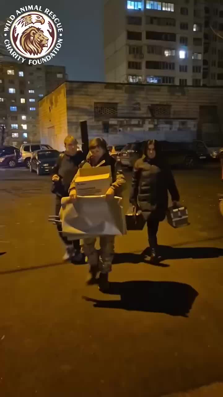 Жительница Киева вызвала зоозащитников после нападения волка, купленного по объявлению