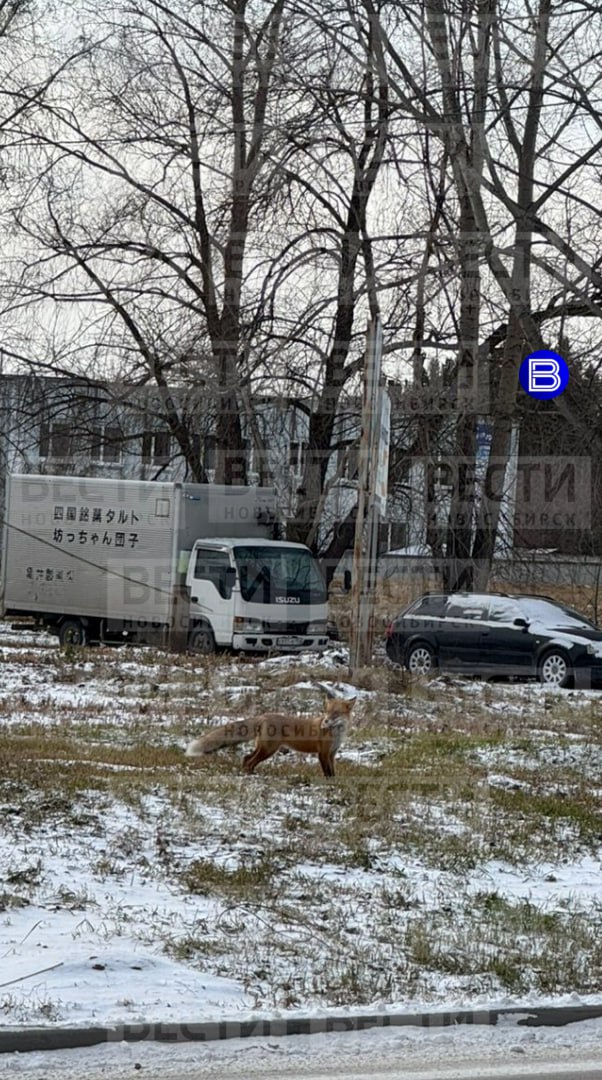 Смелая плутовка    Жители Краснообска встретили дикую лису посреди оживлённых улиц посёлка.   Местные жители отметили, что лесная жительница частенько захаживает к ним. Вероятно, эта же лисица порой приходит наводить порядки на одной из местных строек. Сибиряки предполагают, что последние её визиты связаны с поиском еды.   Тем временем соседи в домовых чатах уже предупредили друг друга о лесной гостье:  «Кормить нельзя. Прячьте собак. Наверняка она больна бешенством».     Подписаться   Прислать новость